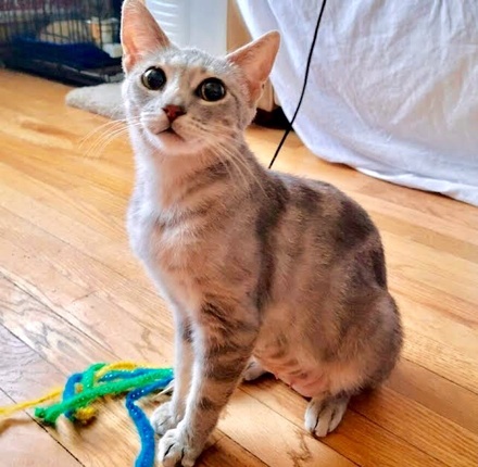 [picture of Geogia, a Oriental Shorthair Mix silver\ cat] 