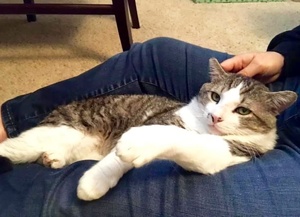 [another picture of Stallone, a Domestic Short Hair tabby//white\ cat] 