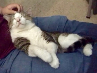 [picture of Stallone, a Domestic Short Hair tabby//white cat]
