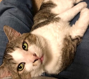 [picture of Stallone, a Domestic Short Hair tabby//white\ cat] 