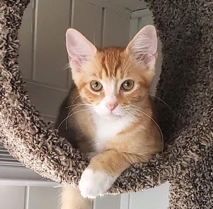 [picture of Canelo, a Domestic Short Hair orange/white\ cat] 