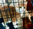 [picture of Jamie, a Domestic Short Hair orange/white cat]