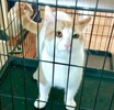 [picture of Charlie Creamsicle, a Domestic Short Hair white/orange cat]