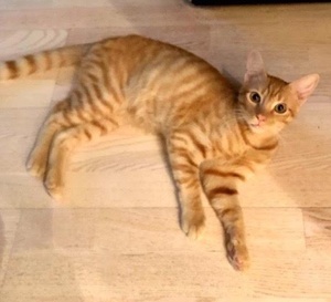 [another picture of Jack, a Domestic Short Hair orange  tabby\ cat] 