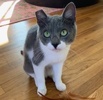 A picture of #AB00587: Ruth a Domestic Short Hair blue/white