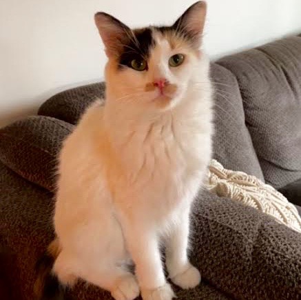 [picture of Daisy G, a Domestic Medium Hair calico\ cat] 