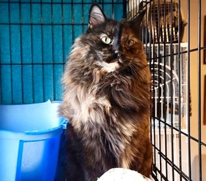 [another picture of Scout, a Domestic Long Hair tortie\ cat] 