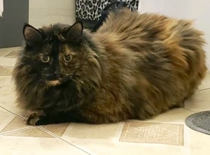 [picture of Scout, a Domestic Long Hair tortie\ cat] 