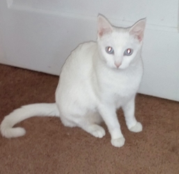 [picture of Bunny, a Domestic Short Hair white/tabby cat]