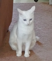 [picture of Bunny, a Domestic Short Hair white/tabby cat]