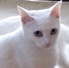 [picture of Bunny, a Domestic Short Hair white/tabby cat]