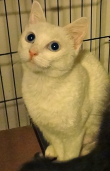 [picture of Bunny, a Domestic Short Hair white/tabby\ cat] 