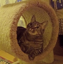 [another picture of Tina Louise, a Bengal-x \ cat] 