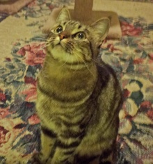 [picture of Tina Louise, a Bengal-x \ cat] 