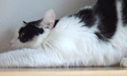 [picture of Jackie, a Domestic Short Hair black/white cat]