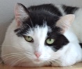 [picture of Jackie, a Domestic Short Hair black/white cat]