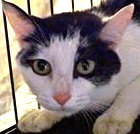 [picture of Jackie, a Domestic Short Hair black/white cat]