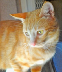 [another picture of Jerry, a Domestic Short Hair orange tabby\ cat] 