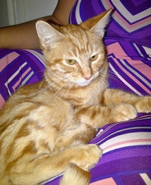 [picture of Jerry, a Domestic Short Hair orange tabby\ cat] 