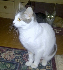 [another picture of Rumor, a Domestic Short Hair white/tabby\ cat] 