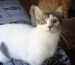 [picture of Rumor, a Domestic Short Hair white/tabby cat]