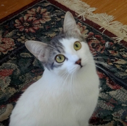 [picture of Rumor, a Domestic Short Hair white/tabby cat]