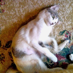 [picture of Rumor, a Domestic Short Hair white/tabby cat]