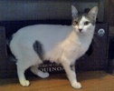 [picture of Rumor, a Domestic Short Hair white/tabby cat]