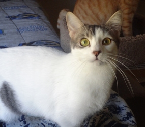 [picture of Rumor, a Domestic Short Hair white/tabby cat]