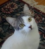 [picture of Rumor, a Domestic Short Hair white/tabby cat]