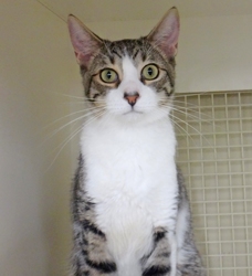 [picture of Murano, a Domestic Short Hair brown tabby/white cat]