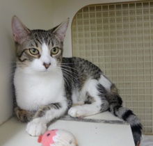 [picture of Murano, a Domestic Short Hair brown tabby/white\ cat] 