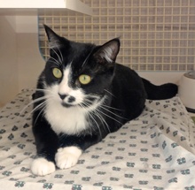 [another picture of Sweetie, a Domestic Short Hair black/white\ cat] 