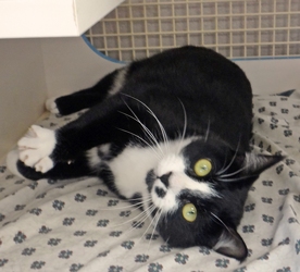 [picture of Sweetie, a Domestic Short Hair black/white cat]