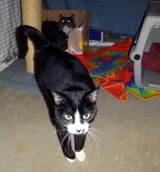 [picture of Sweetie, a Domestic Short Hair black/white cat]