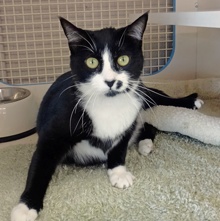 [picture of Sweetie, a Domestic Short Hair black/white\ cat] 