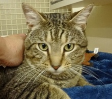 [picture of Marco, a Domestic Short Hair gray tiger tabby cat]