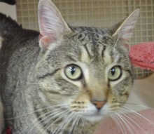 [picture of Marco, a Domestic Short Hair gray tiger tabby cat]