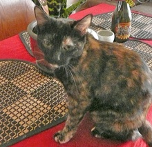 [picture of Benitar, a Domestic Short Hair tortie cat]