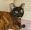 [picture of Benitar, a Domestic Short Hair tortie cat]