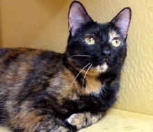 [another picture of Benitar, a Domestic Short Hair tortie\ cat] 