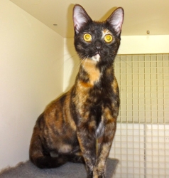 [picture of Benitar, a Domestic Short Hair tortie cat]