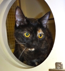 [picture of Benitar, a Domestic Short Hair tortie cat]