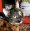 [picture of Benitar, a Domestic Short Hair tortie cat]