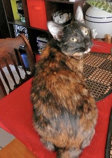 [picture of Benitar, a Domestic Short Hair tortie cat]