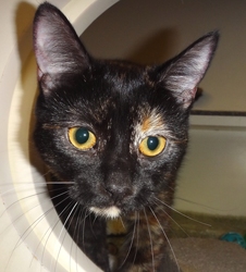 [picture of Benitar, a Domestic Short Hair tortie cat]