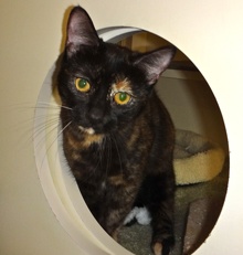 [picture of Benitar, a Domestic Short Hair tortie\ cat] 