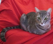 [another picture of Shanine, a Domestic Short Hair silver tabby\ cat] 