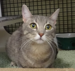 [picture of Shanine, a Domestic Short Hair silver tabby cat]