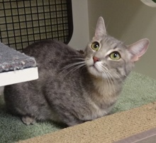 [picture of Shanine, a Domestic Short Hair silver tabby\ cat] 